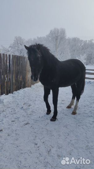 Продам жеребчика