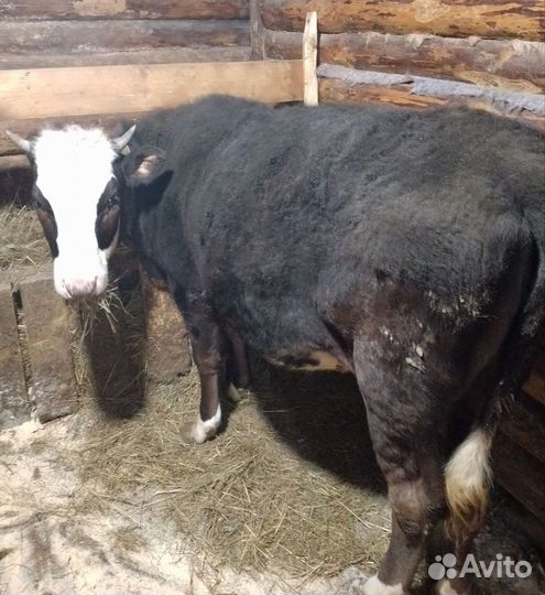 Тёлка 11 мес