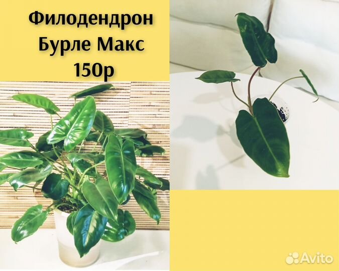 Филодендроны, антуриум, спатифиллум, аглаонемы