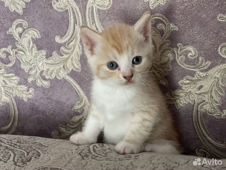 Кошка в дар бесплатно