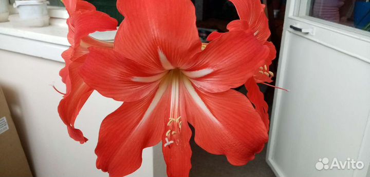 Гиппиаструм