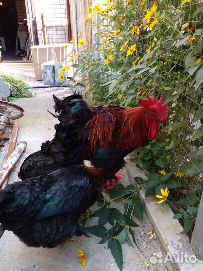 Маран инкубационное яйцо и цыплята