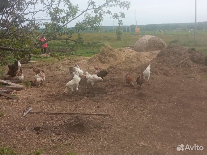 Гергебильские петухи