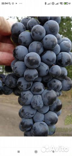 Виноград на вино