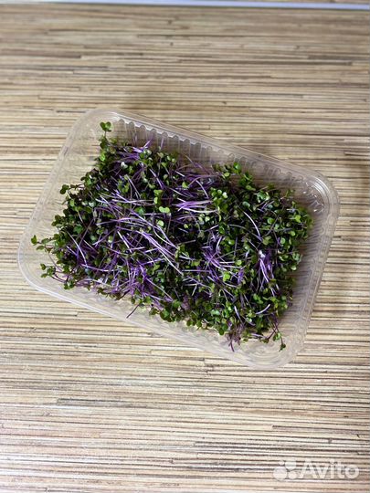 Микрозелень в наличии