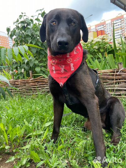 Собака в добрые руки