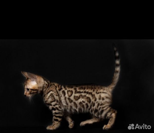 Бенгальские котята