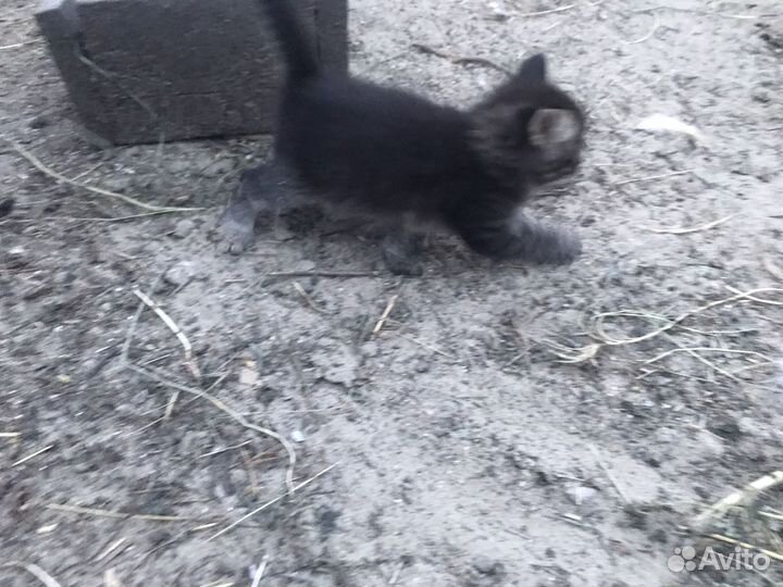 Котят отдам в добрые руки бесплатно