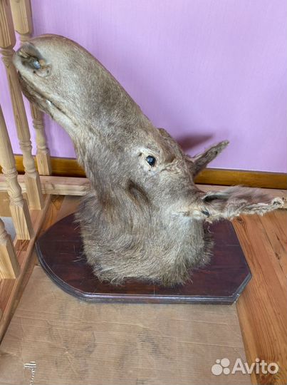 Чучело лося