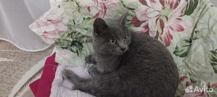 Домашние животные