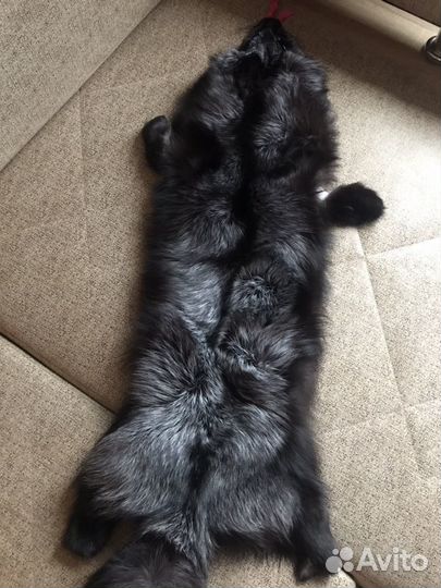 Чернобурка