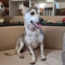 Взрослая собака в добрые руки