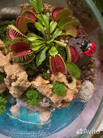 Флорариум с венериной мухоловкой