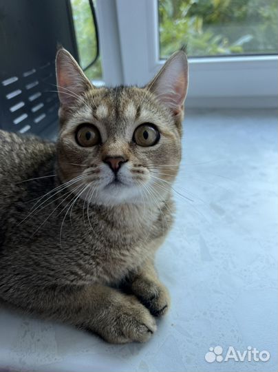 Кот в хорошие руки