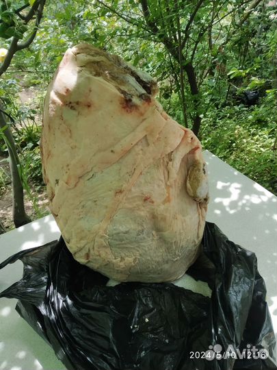 Мясо дикий кабан