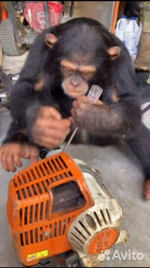 Требуется Механик