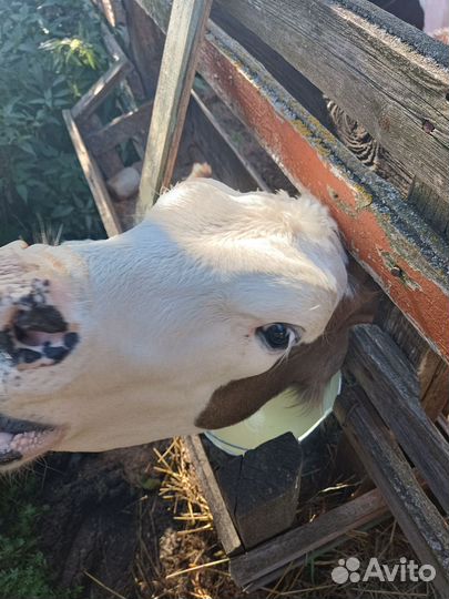 Продам телят
