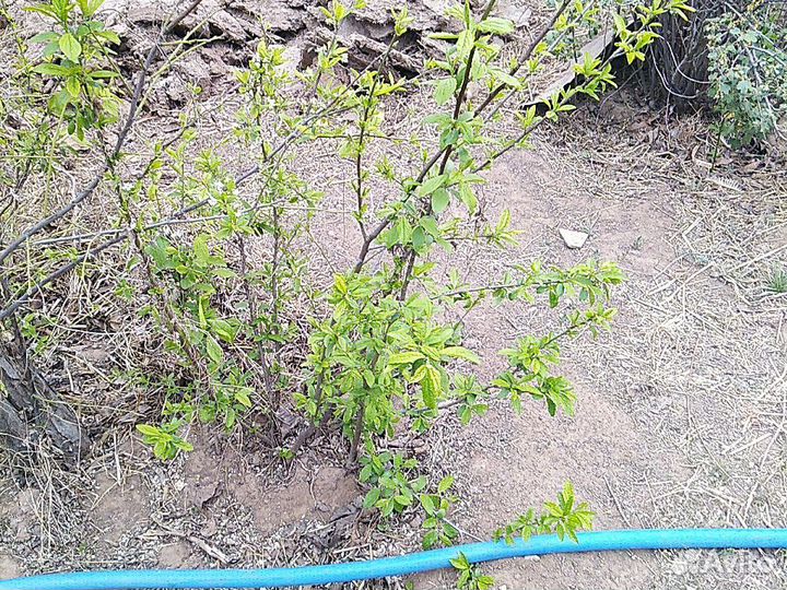 Саженцы черносива