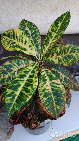 Кротон Норма