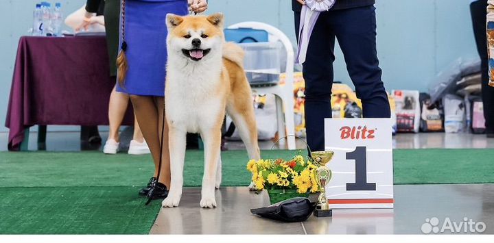 Вязка собак акита-ину