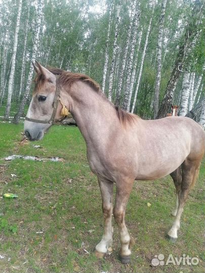 Лошади