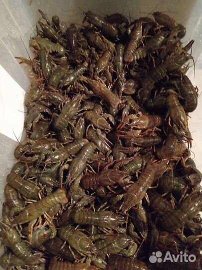 Живые раки дон