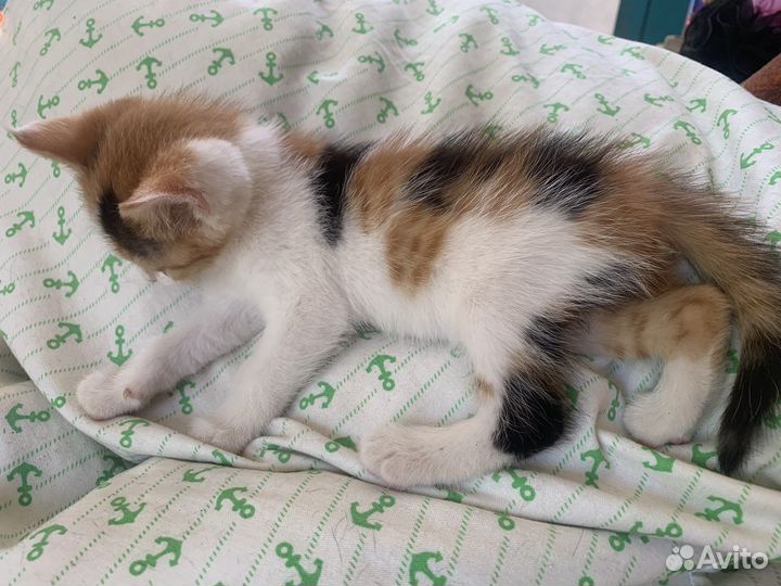 Котенок в добрые руки