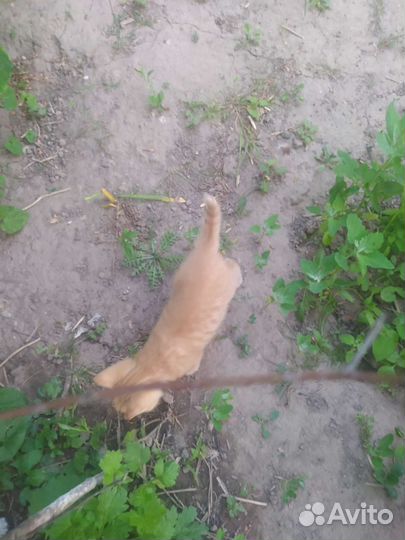 В добрые руки