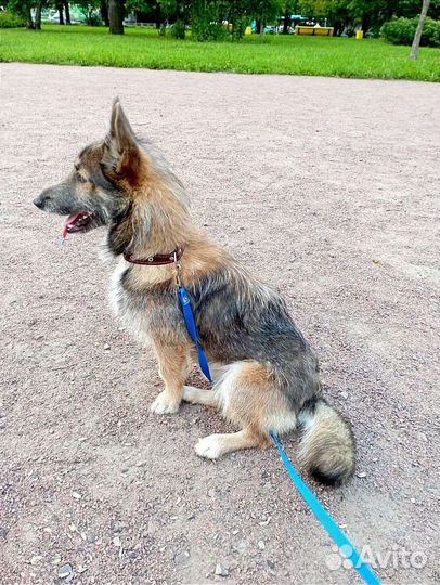 Нереально классный пес