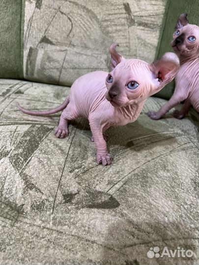 Канадский сфинкс котята