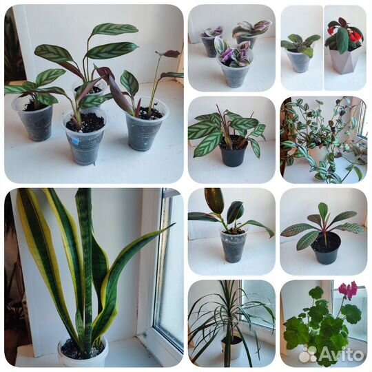 Комнатные цветы