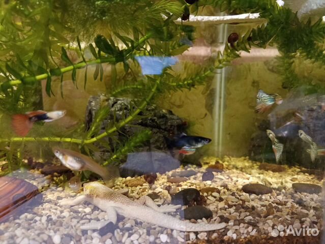 Аквариумные рыбки