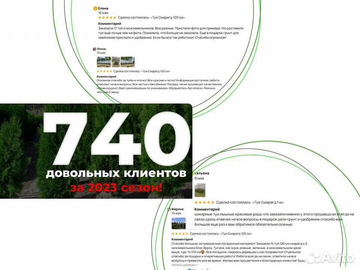 Туи 160 см