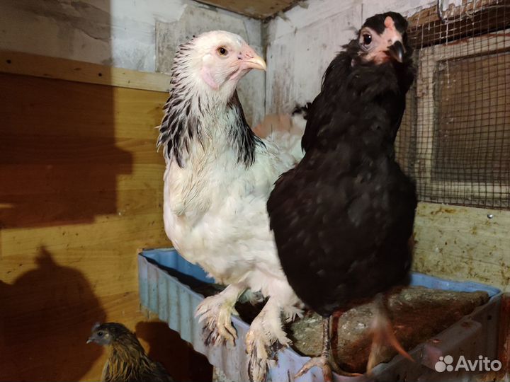 Инкубационное яйцо, цыплята под заказ