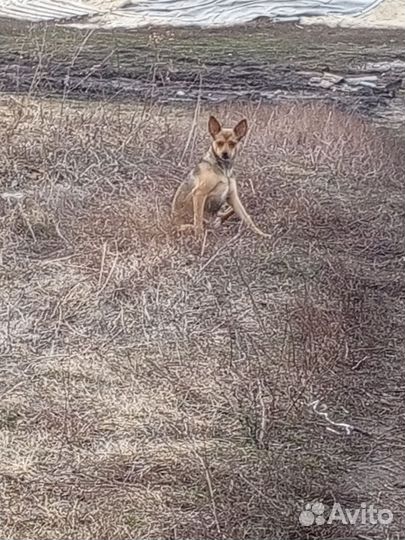 Собака в добрые руки отдам бесплатно