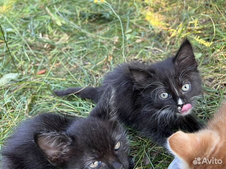 Кошка в дар бесплатно