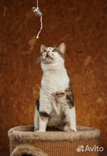 Алиса - 50 оттенков счастья