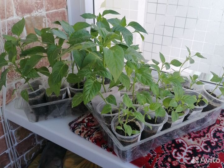 Рассада перцев