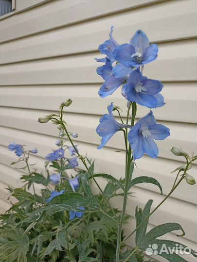 Аконит, дельфиниумы