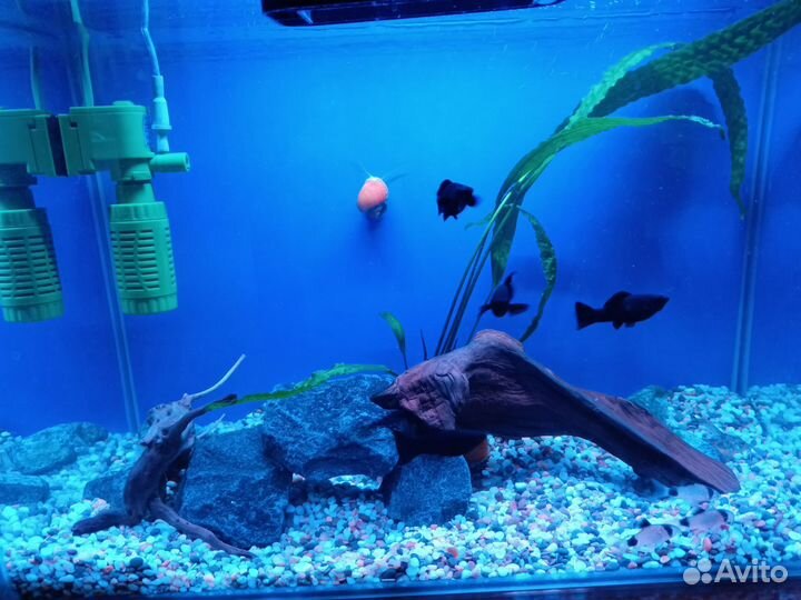 Аквариум