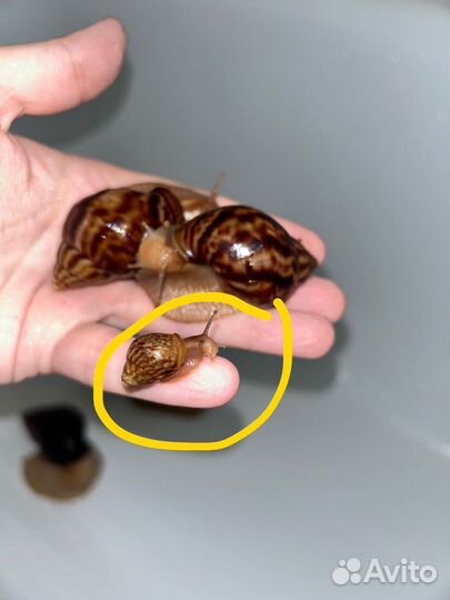 Улитки ахатины бесплатно