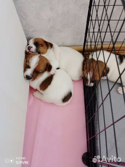 Джек Рассел терьер