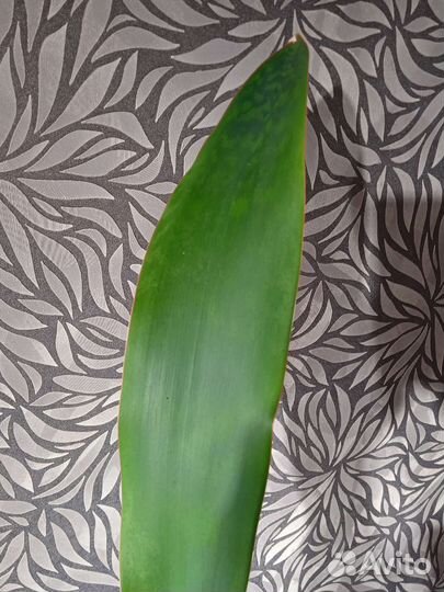 Сансевиерия сортовая гигантская