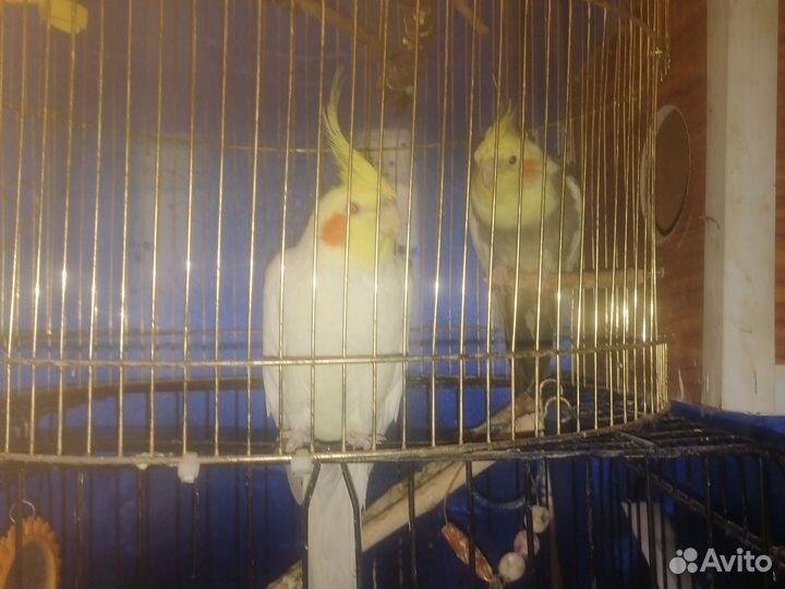 Попугай корелла с клеткой
