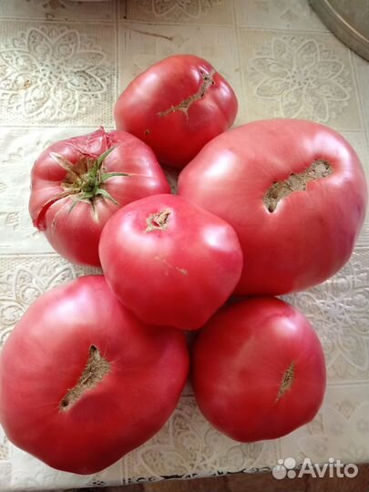 Помидоры