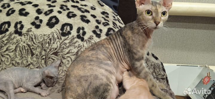 Донской сфинкс