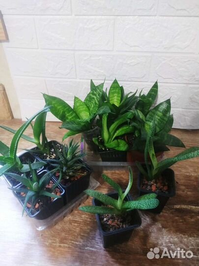 Сансевиерия, хавортия, алоэ, гастерия
