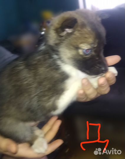 Щенки в добрые руки