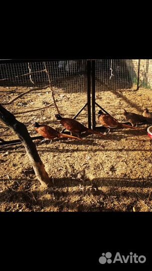 Фазан Охотничий