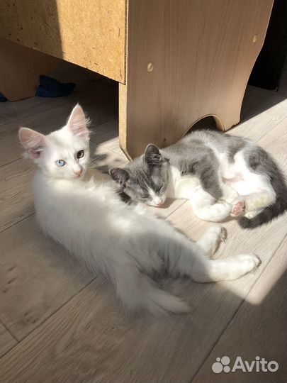 Кошки в добрые руки